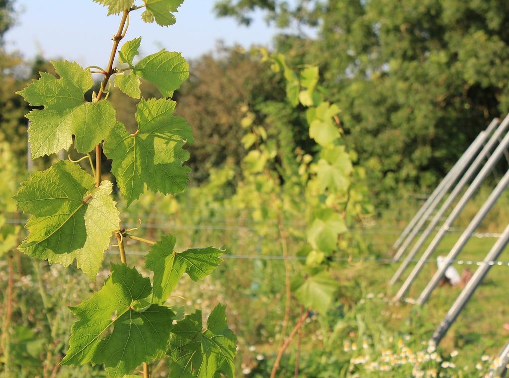 B&B 't Zwaluwnest Heuvelland Zewnętrze zdjęcie